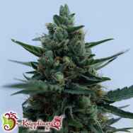 Dr. Krippling Seeds White Rush AUTO